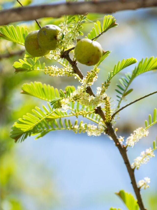 Amazing Benifits of Amla